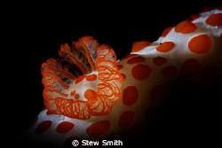snooting of a nudi's gills by Stew Smith 